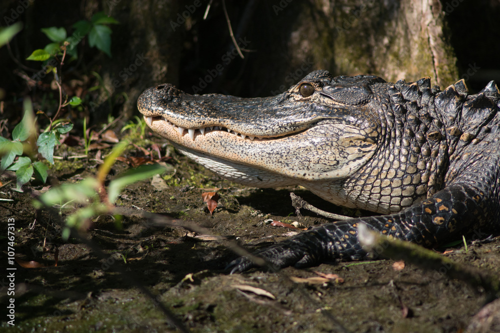 Fototapeta premium Large American alligator in Florida