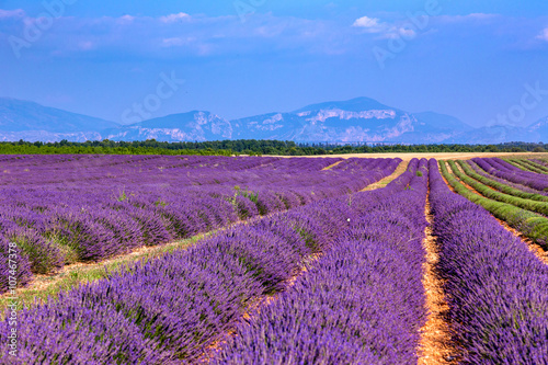Lavender field summer landscape near Valensole