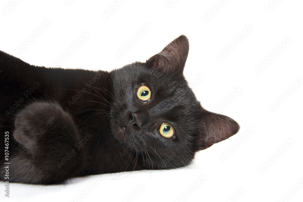 Fototapeta premium Cute black cat on white