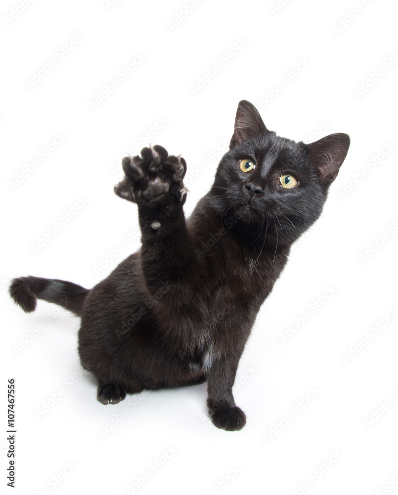 Cute black cat swinging its paws
