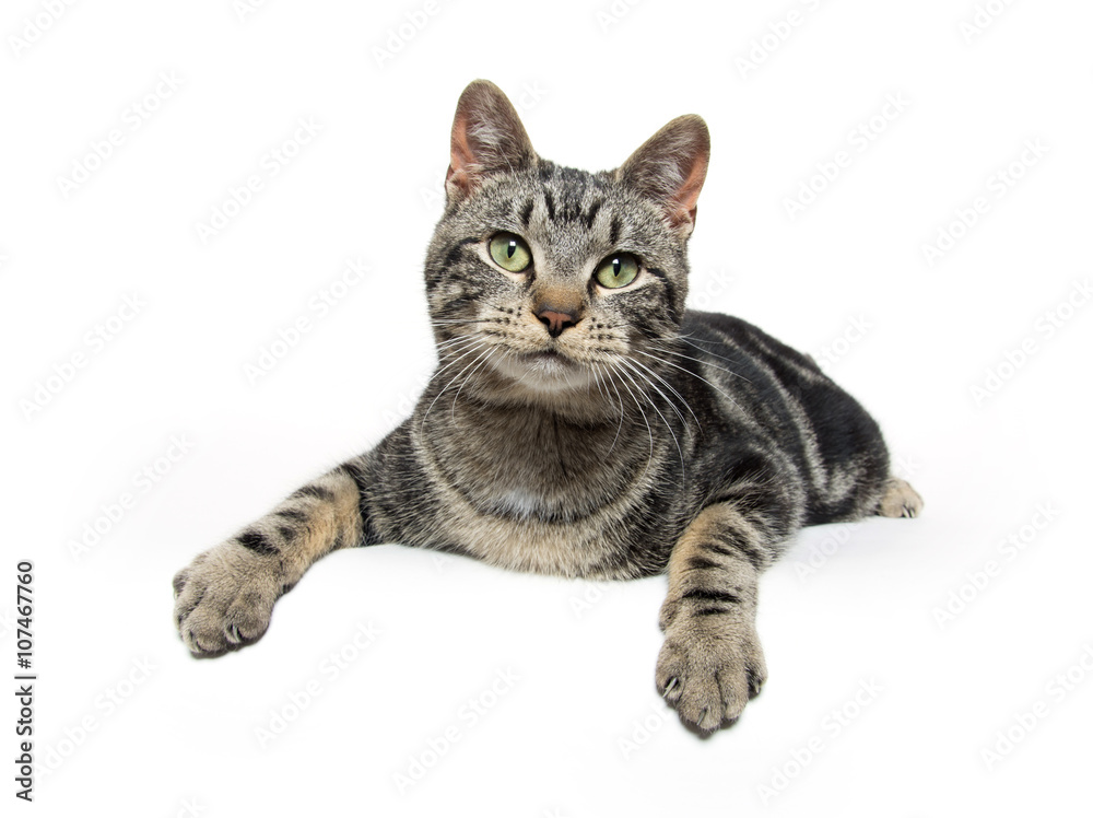 Fototapeta premium Cute tabby kitten