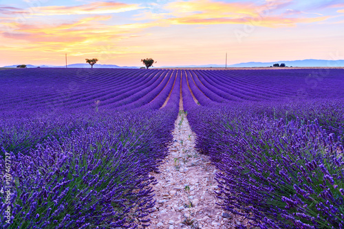 Fototapeta Naklejka Na Ścianę i Meble -  Lavender field summer landscape near Valensole