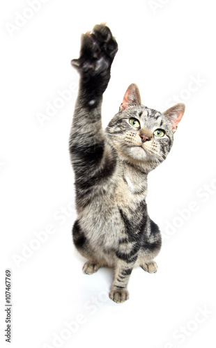 Fototapeta Naklejka Na Ścianę i Meble -  Cute tabby swinging its paw