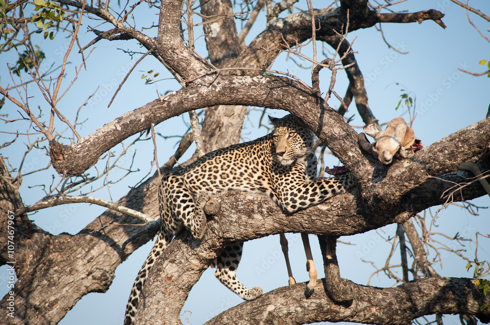 Obraz premium Leopard feeding on impala