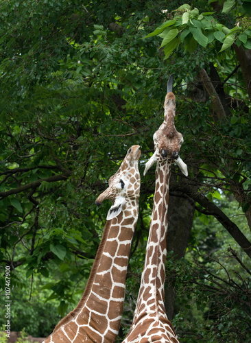 Photography Two giraffes feeding