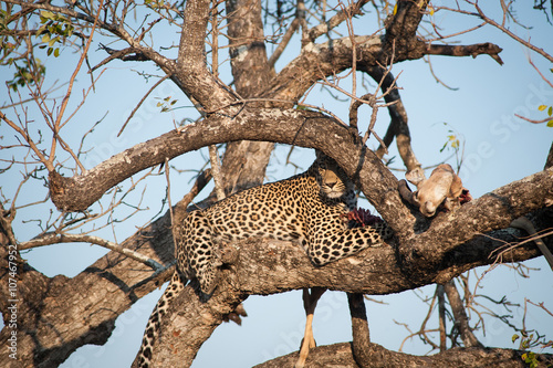 Leopard feeding on impala