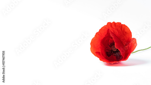 Fototapeta Naklejka Na Ścianę i Meble -  red poppy on white background 