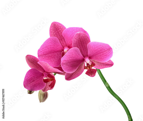 Fototapeta Naklejka Na Ścianę i Meble -  Phalaenopsis orchid flowers isolated on white