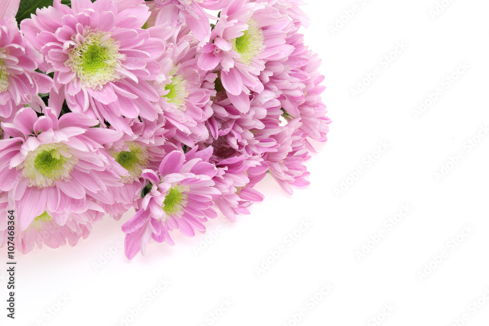 菊 菊