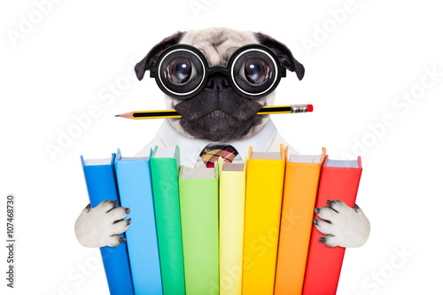 smart school dog © Javier brosch