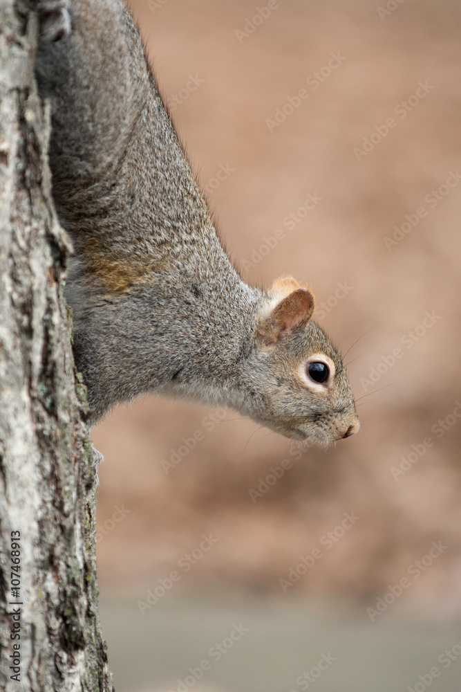 Obraz premium Squirrel clinging to tree
