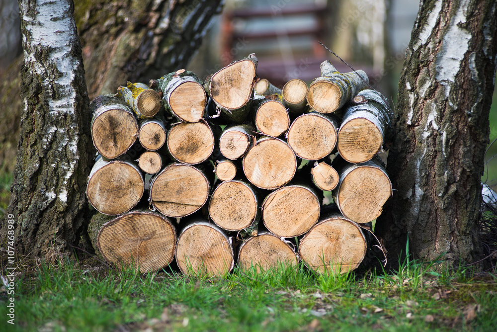 Pile of birch wood