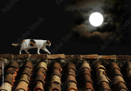 Gato en el tejado, luna llena, noche, animal