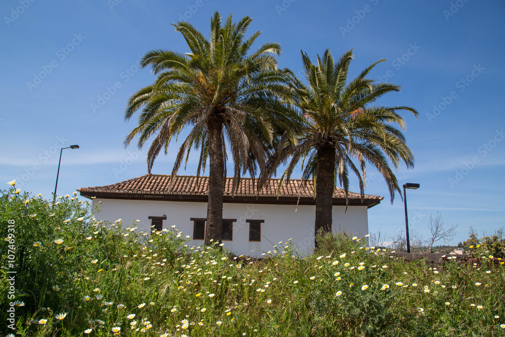 mediterranes Haus hinter Blumenwiese und Palmen