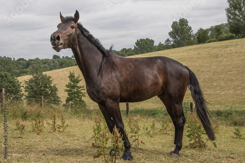 dunkelbraunes Pferd wiehert auf der Weide