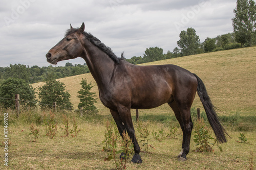 dunkelbraunes Pferd grast friedlich auf der Weide © mavcon