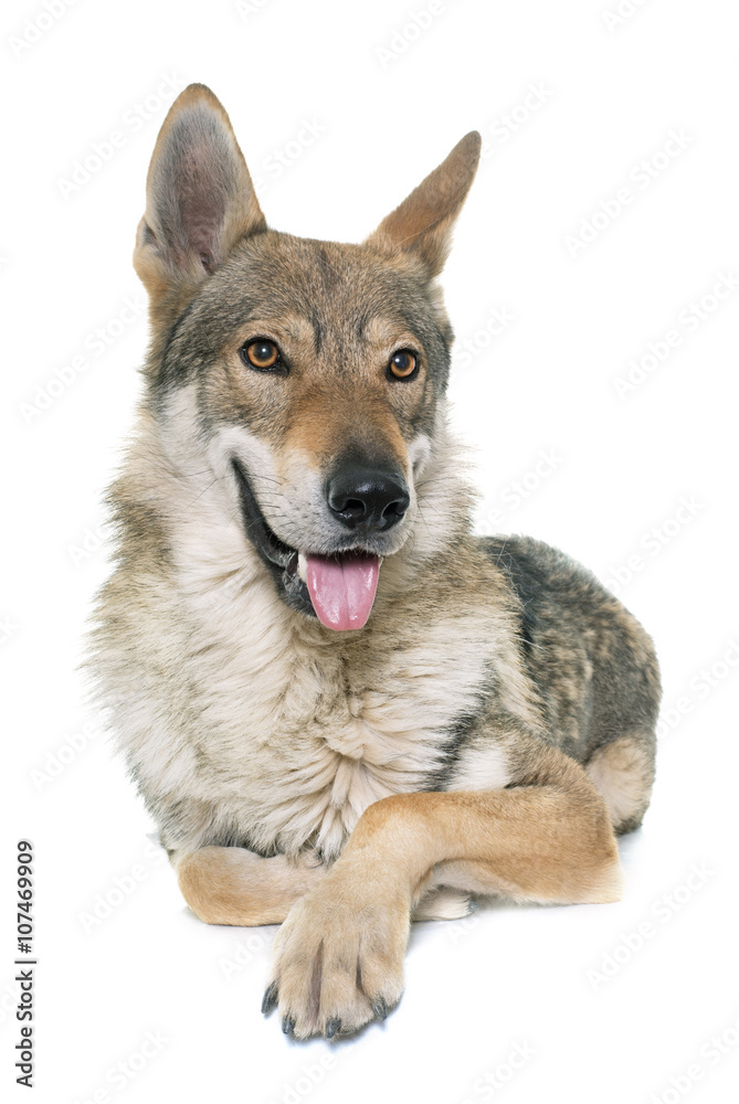 Obraz premium czechoslovakian wolf dog