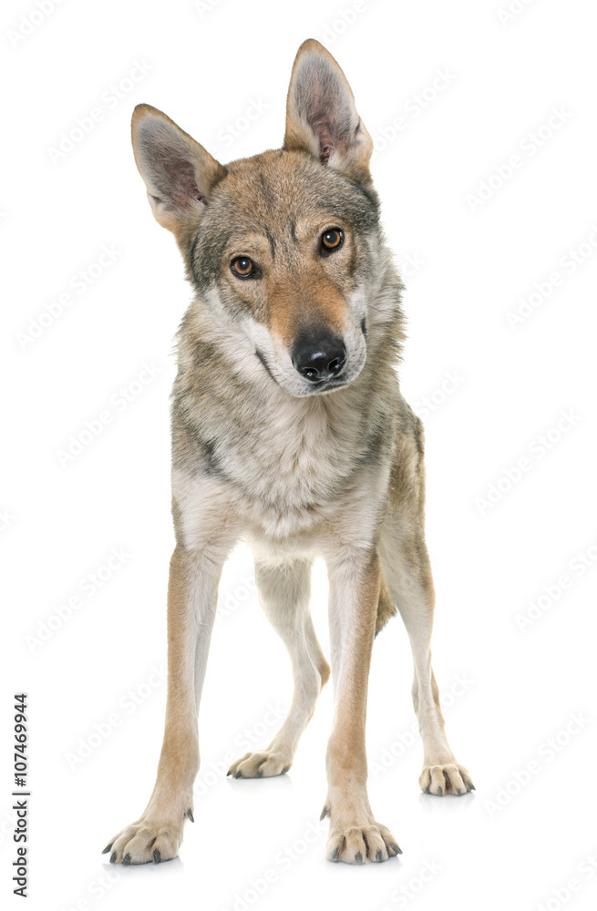 Obraz premium czechoslovakian wolf dog