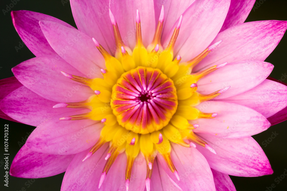 pink lotus pink lotus
