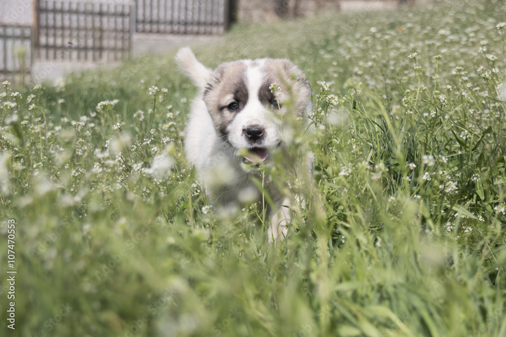 Puppy on a green field. Puppy on a green field.