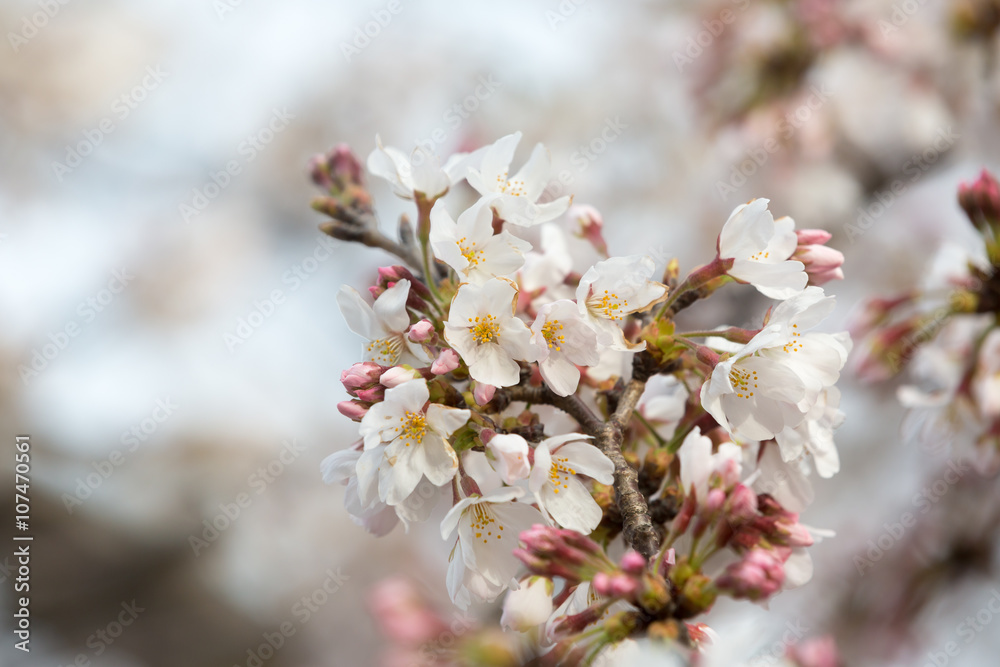 sakura flower sakura flower