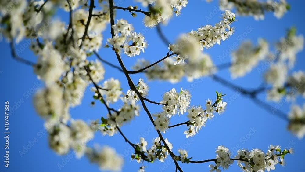 Blooming white cherry flowers in early springtime Blooming white cherry flowers in early springtime