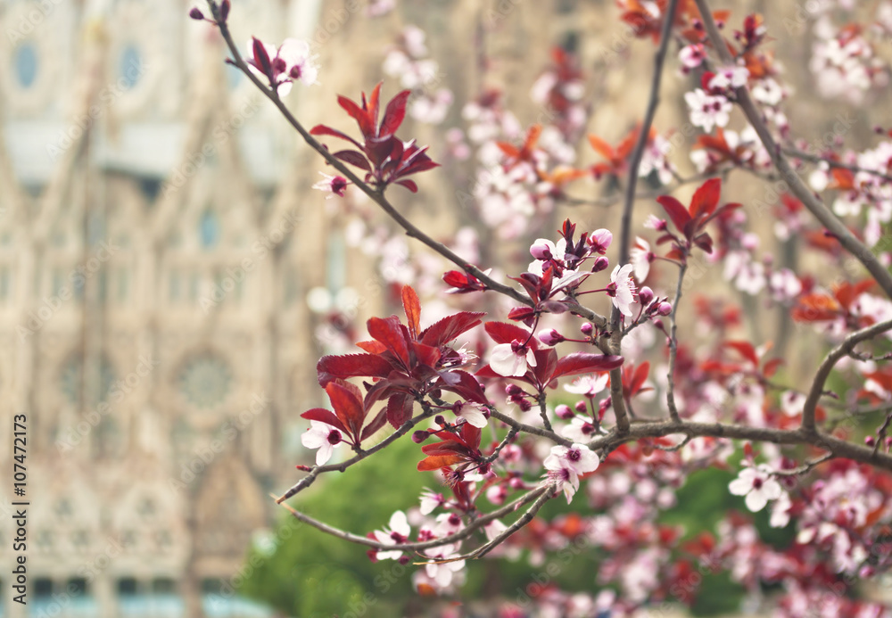 blooming cherry branch with cathedral at background blooming cherry branch with cathedral at background