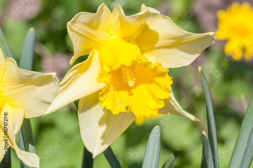 Jonquil, rush daffodil - Narcissus jonquilla