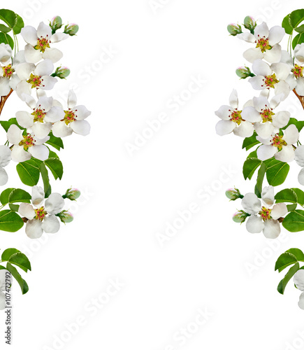 Wallpaper Mural White pear flowers branch Torontodigital.ca