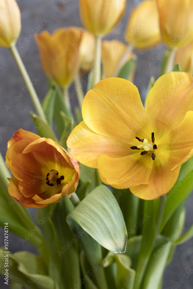 Poster Edge of a bouquet of Tulips Poster Edge of a bouquet of Tulips