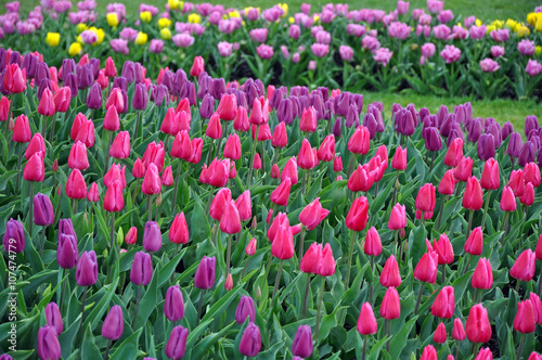 Pink and purple spring tulips garden