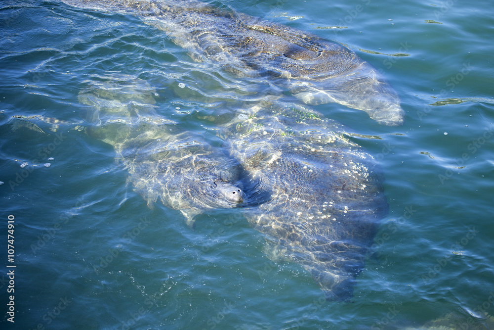 Naklejka premium West Indian Manatee (Trichechus manatus) swimming on the surface of a spring fed river in Florida