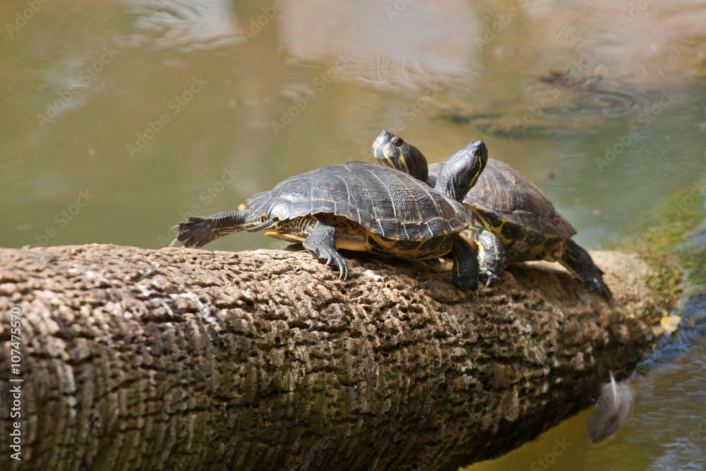 Fototapeta premium Two freshwater turtle sunning themself on a tree stump coming out of the water of a pond