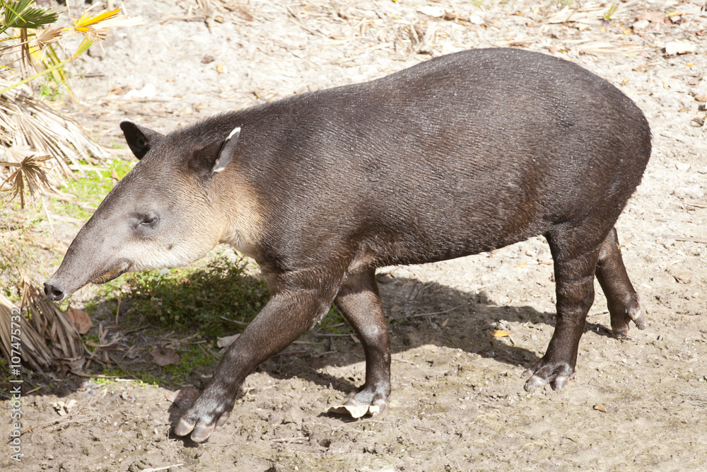 Baird's tapir (Tapirus bairdii), is native to Mexico, Central America and northwestern South America. It is also refered to as the Central American tapir, Baird's tapir (Tapirus bairdii), is native to Mexico, Central America and northwestern South America. It is also refered to as the Central American tapir,