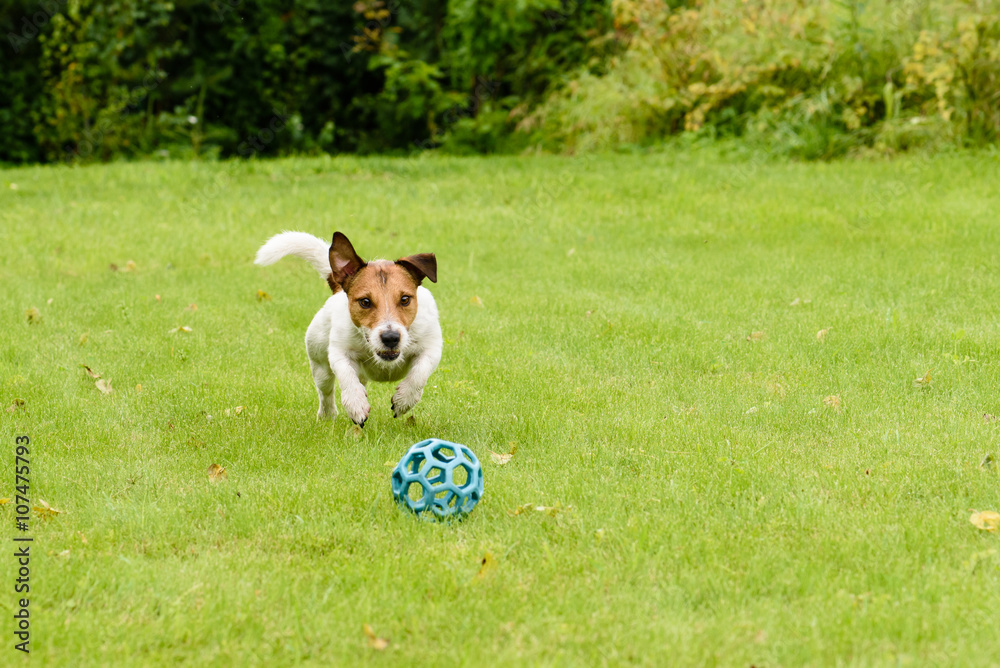 Active dog jumping on ball playing on summer lawn