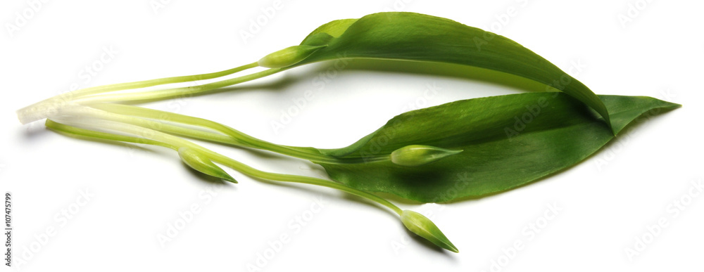 Allium Ursinum Karhunlaukka Ajo De Oso Bear Garlic Aglio Orsino 熊葱 Ramsons Cheremsha Buckrams Barlauch Ail Des Ours Czosnek Niedzwiedzi ثوم الدببة Wild Ursino Stock Photo Adobe Stock