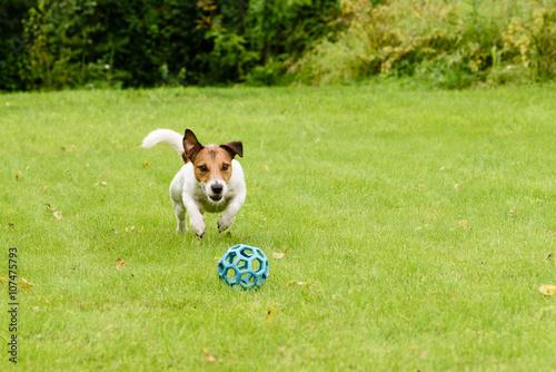 Active dog jumping on ball playing on summer lawn
