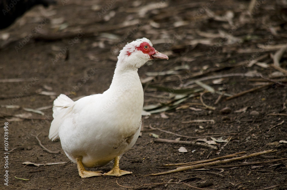 Fototapeta premium Muscovy duck