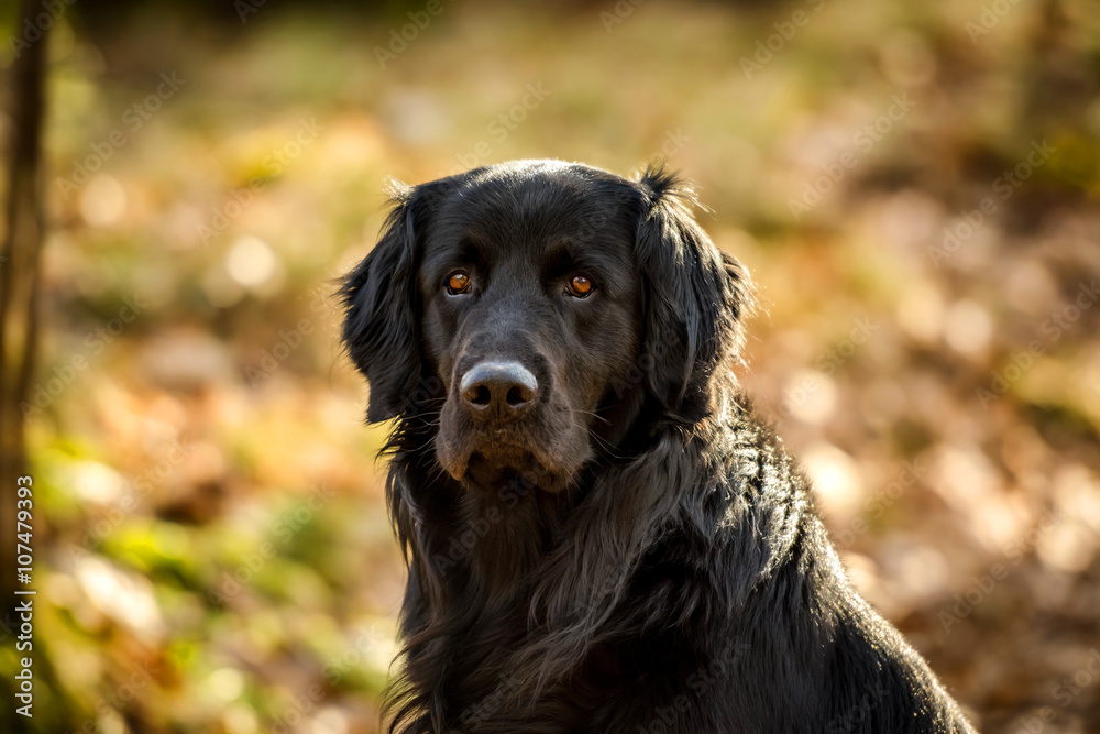 A black Golden and Newfoundland dog emphatically terrorizing a stick in the woods. Stock Photo | Adobe Stock