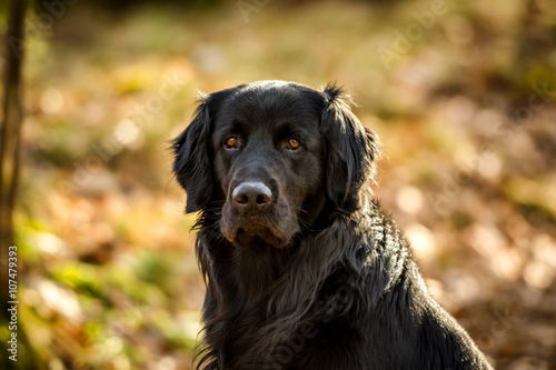 Obraz na plátně A black Golden retriever and Newfoundland mixed-breed dog emphatically terrorizing a stick in the woods