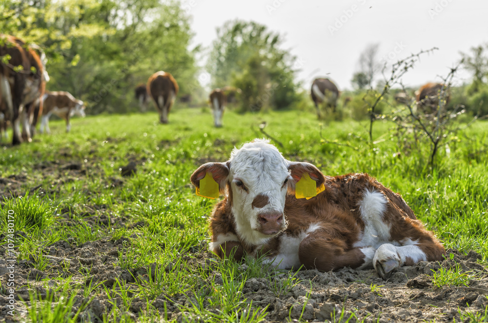 Cute hereford calf resting on pasture on sunny day with a cows in the background