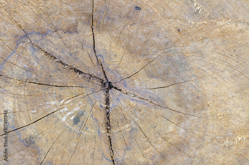 Tree bark texture