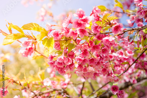 Cherry Blossom or Sakura flower on nature background © artpritsadee