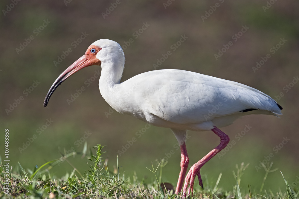 Fototapeta premium Walking American White Ibis
