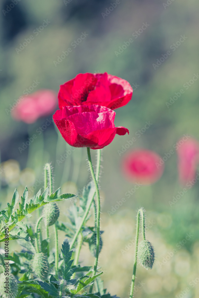 Obraz premium Field of bright red corn poppy flowers in spring