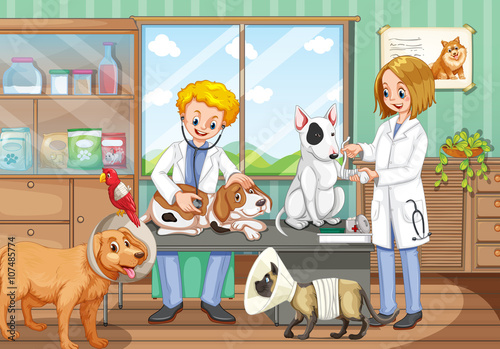 Two vets working in the animal hospital