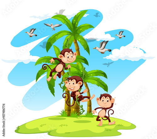 Three monkeys on the island