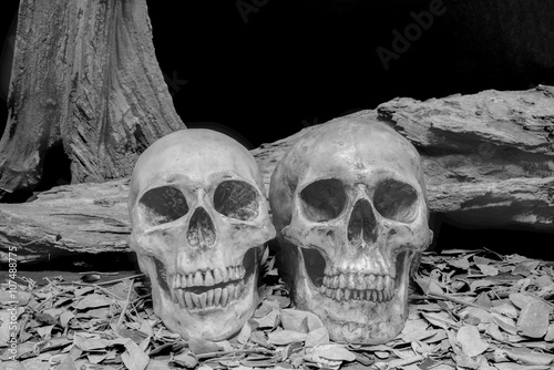 still life photography with human skulls, , love concept, grunge, vintage and...