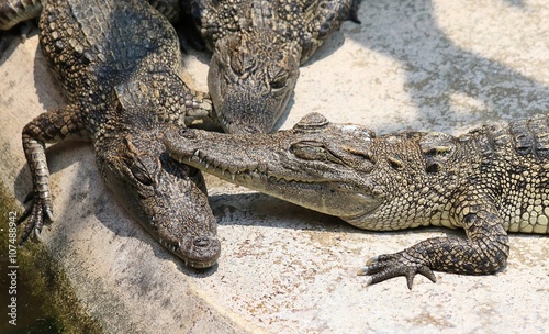 Crocodile. alligator.