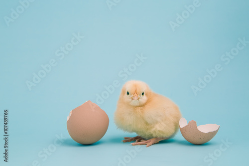 Fotobehang A day old chick with a cracked shell on blue background
